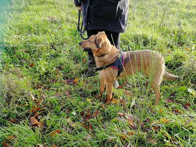 Chien Éco.lier