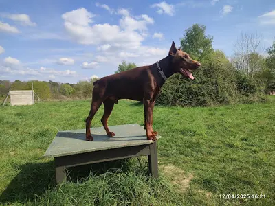 Animal Mon Ami Dididog