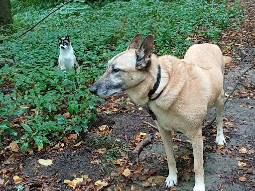 Hylland | Éducateur Canin • Formation • Pension