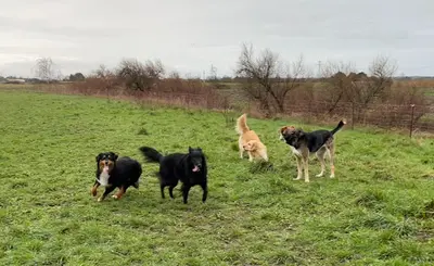 Pension Canine au Bonheur À 6 Pattes