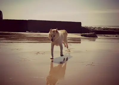 Les 4 Pattes du Parc