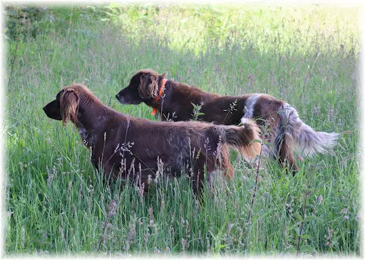 Elevage Canin du Domaine d'Aiden