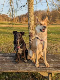 Pawsaventure