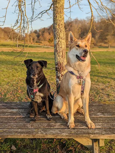 Pawsaventure
