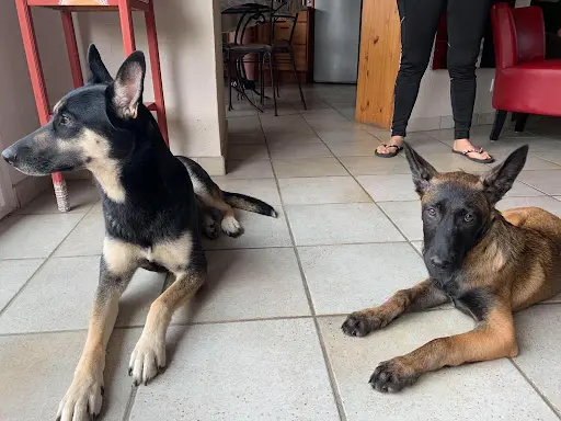 Éducateur Canin
