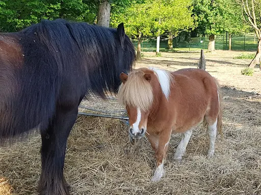 Les Poneys de Novillars