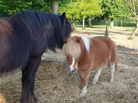Les Poneys de Novillars
