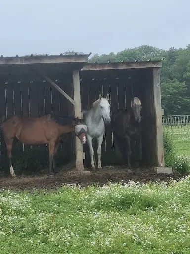 Ecurie du Bonheur Est Dans le Pré