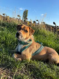 Eloïse - Educatrice et Conseillère en Comportement Canin