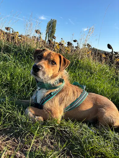 Eloïse - Educatrice et Conseillère en Comportement Canin