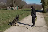 Une Patte Après l'Autre