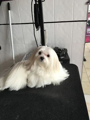Doggy Chou - Toilettage Chiens et Chats