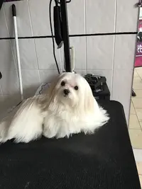 Doggy Chou - Toilettage Chiens et Chats