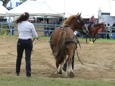 Cheval Diffusion