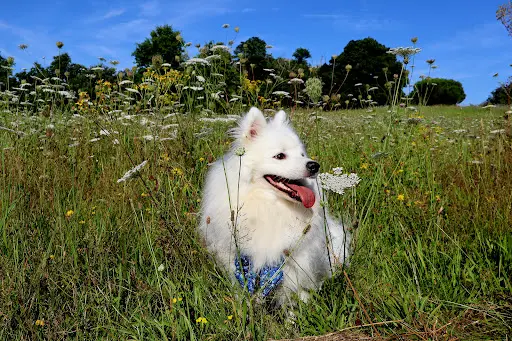 Os la Patte - Éducateur Canin