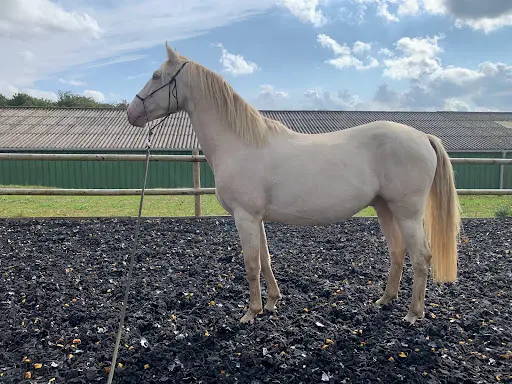 Pension Chevaux Equin Ature