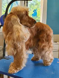 Beauty Canine 17