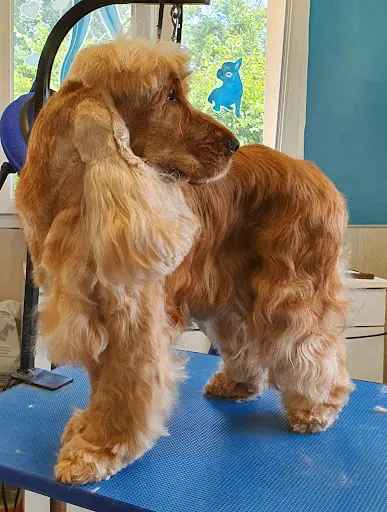 Beauty Canine 17
