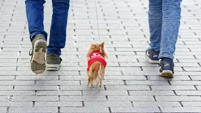 Ecoutons-nous Education Canine et Pastorale