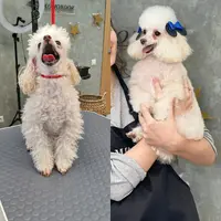 Salon de Toilettage Canin Balto