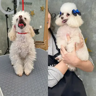 Salon de Toilettage Canin Balto