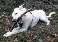 Services Canins