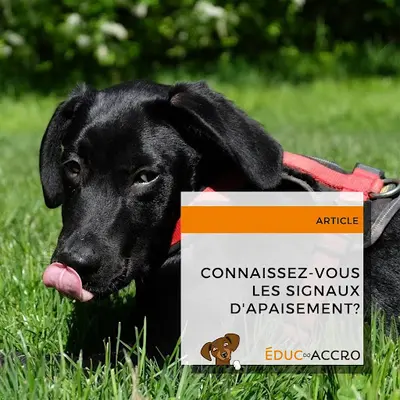 Éduc-accro • Education Canine À Strasbourg