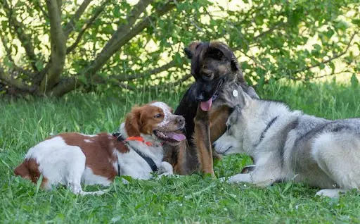 Canin Concept