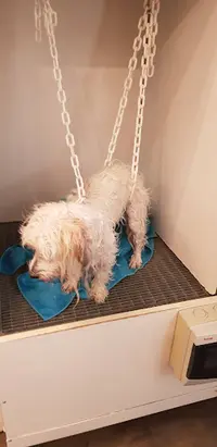 La Formation au Toilettage Pour Chiens et Chats Par Karin Jacob au Salon So Chic And Co