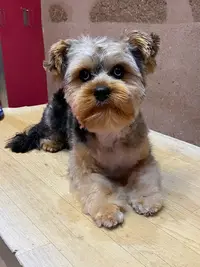 Play Dog S