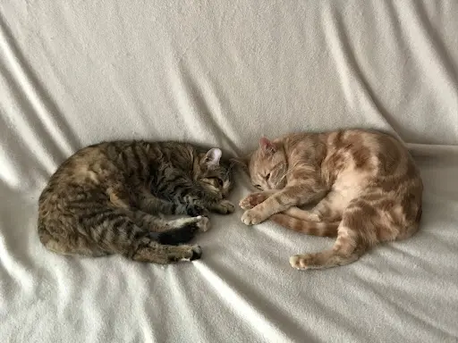 Lili Coussinets, Pension Pour Chats, Visites À Domicile Pour Chats