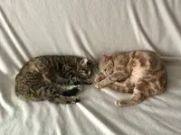 Lili Coussinets, Pension Pour Chats, Visites À Domicile Pour Chats
