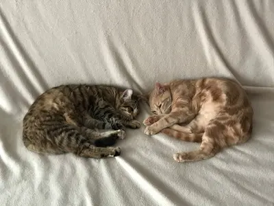 Lili Coussinets, Pension Pour Chats, Visites À Domicile Pour Chats