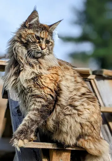 Chatterie Coon Toujours