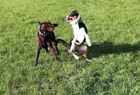 Ndogs Center