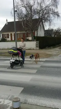 Fox&co Éducation Canine Orléans