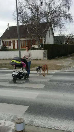 Fox&co Éducation Canine Orléans