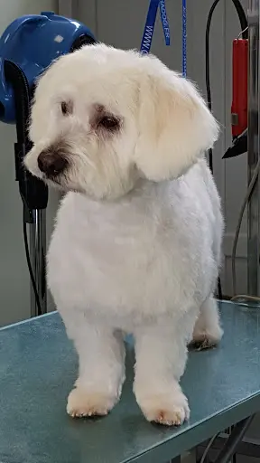 Histoire de Chiens et de Chats