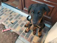 Stéphane Renaud - Education Canine
