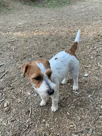 Beauté Canine