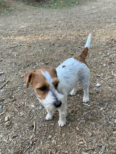 Beauté Canine