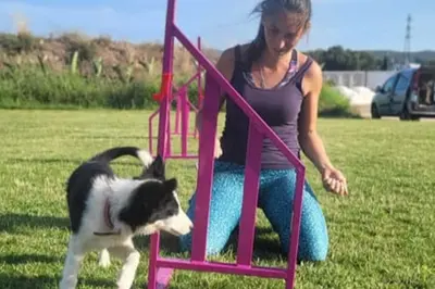 Centre Canin des Guerriers d'Orthos / Stark Agili Team, Cours d'Agility, Coaching, Suivi Personnalisé