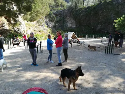 Club Canin Ollioulais de Dressage