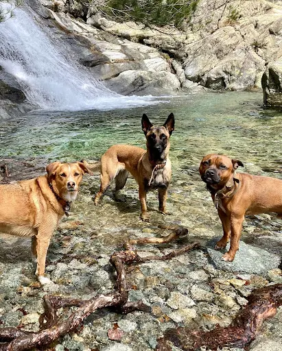 Éducateur Canin la Seyne-sur-mer, Ollioules et À Six-fours-les-plages - la Bande À Charlotte