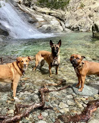Éducateur Canin la Seyne-sur-mer, Ollioules et À Six-fours-les-plages - la Bande À Charlotte