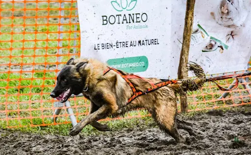 Élevage des Guerriers d'Orthos : Berger Belge Malinois, Tervueren, Hollandais