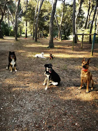 Kewdog - Éducateur Comportementaliste Canin, Éducation, Rééducation, Troubles du Comportement