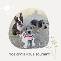 Pas À Pattes 83 - Éducateur Canin et Félin