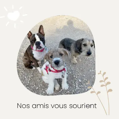 Pas À Pattes 83 - Éducateur Canin et Félin