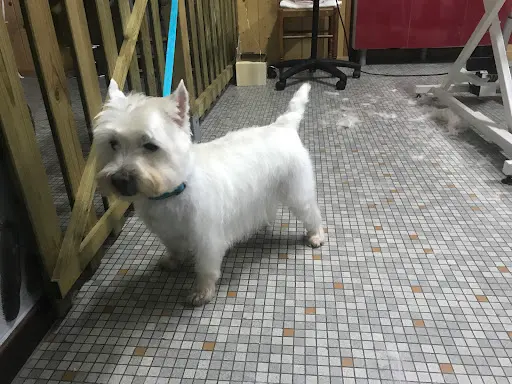 Douce Heure Canine